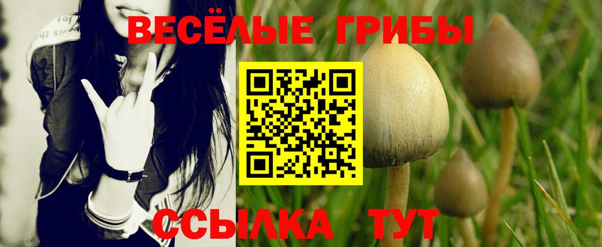 Псилоцибиновые грибы Cubensis Саров